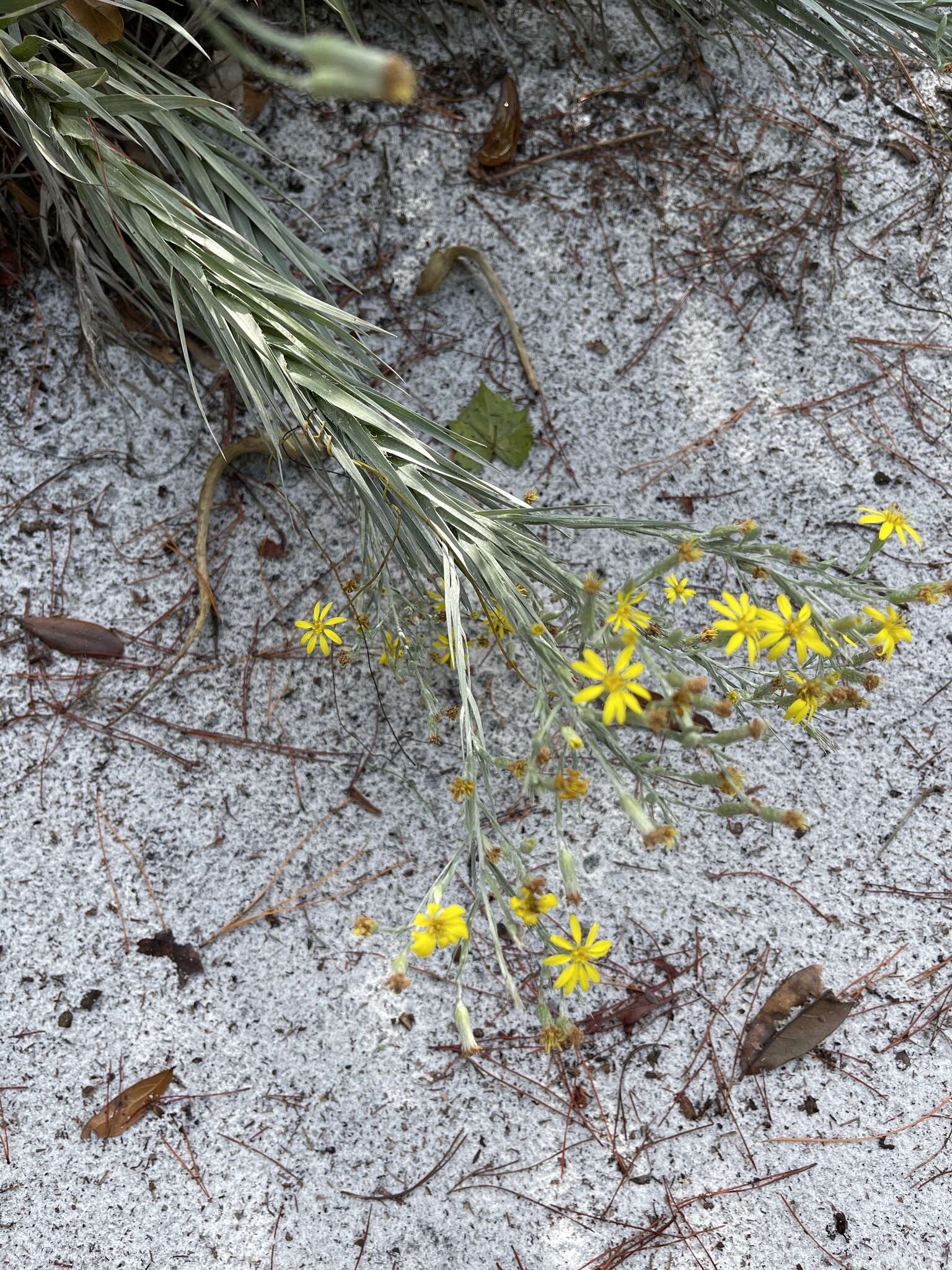 Pityopsis graminifolia var. latifolia (Fern.) J. C. Semple & F. D. Bowers resmi