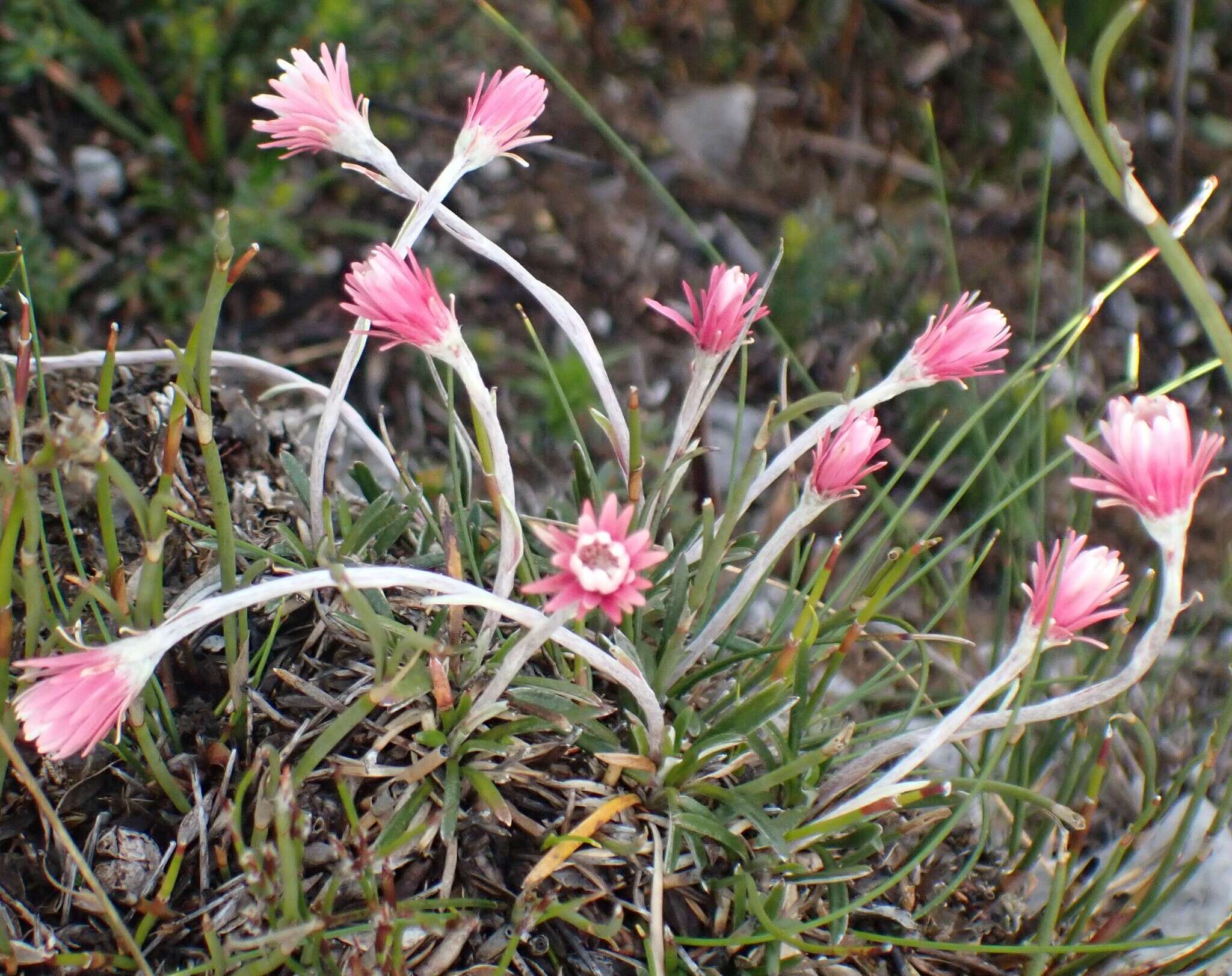 Image de Helichrysum pumilum Hook. fil.