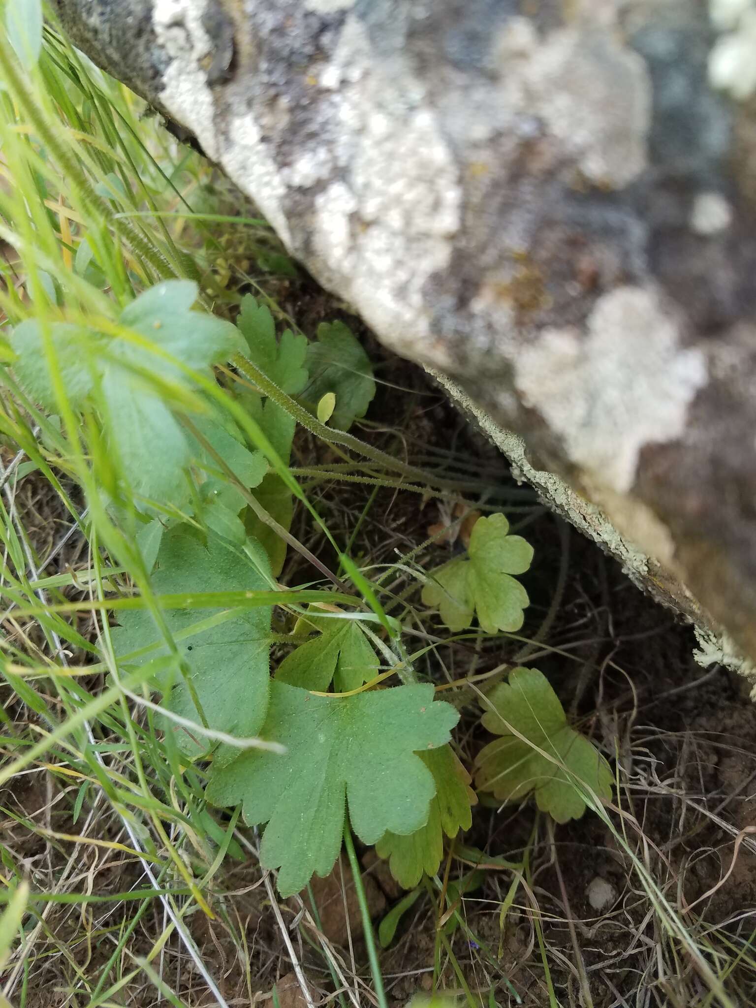 Image of prairie woodland-star