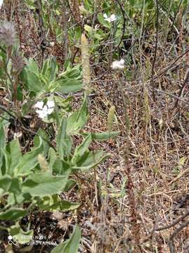 Plancia ëd Phleum subulatum (Savi) Asch. & Graebn.