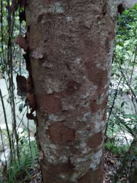 Image of Queensland Kauri Pine