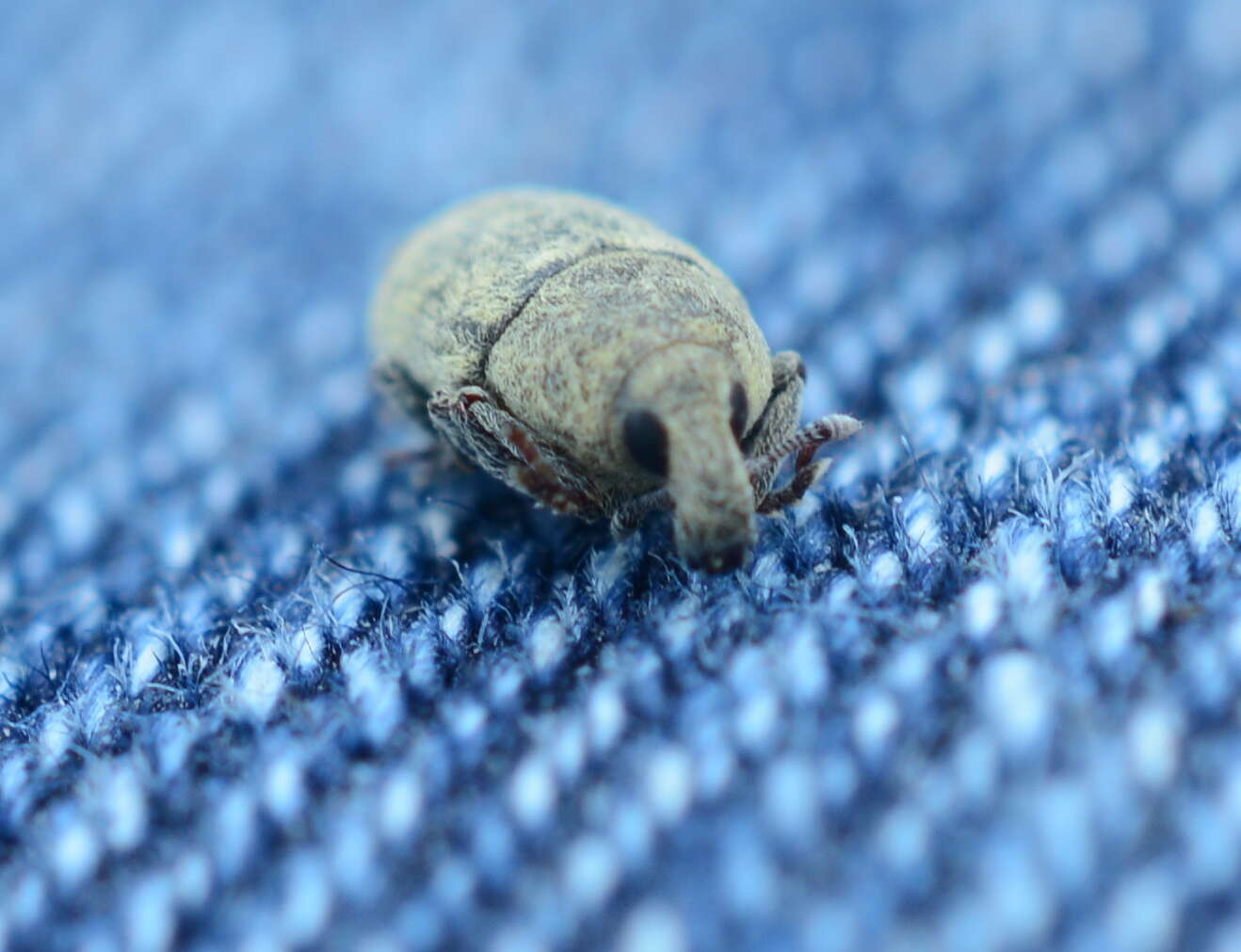 Image of Weevil