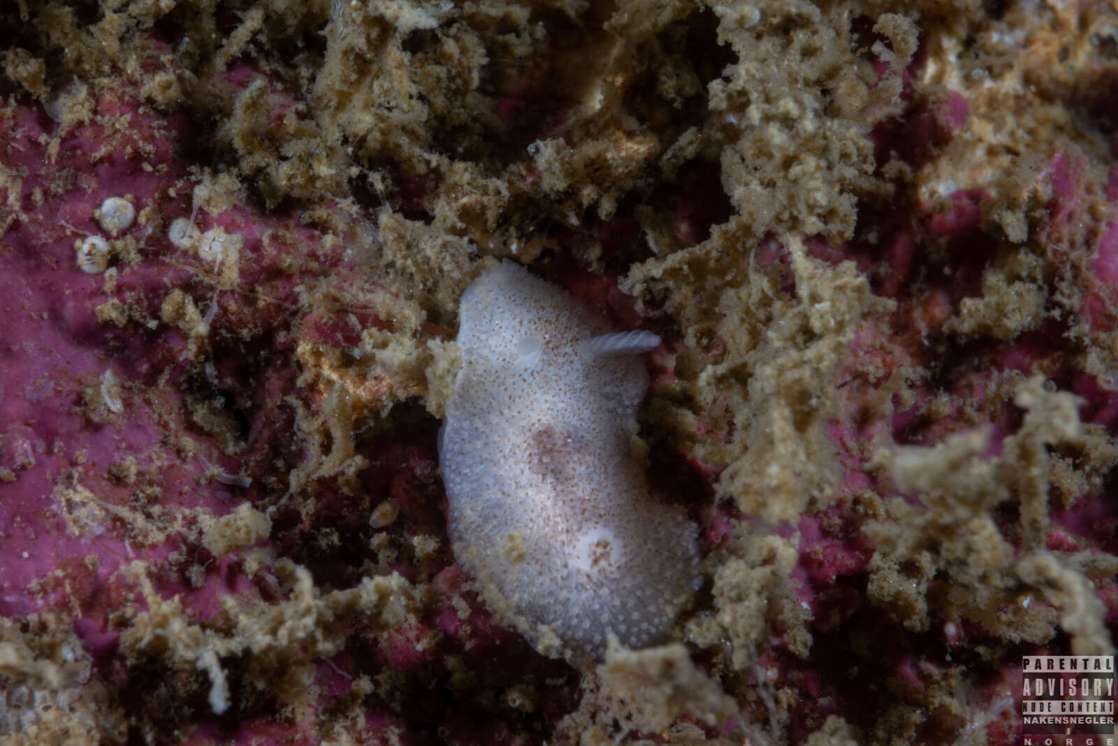 Image of Atalodoris pusilla (Alder & Hancock 1845)