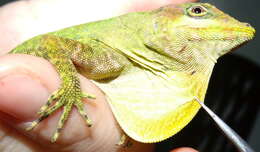 Image of Anolis kunayalae Hulebak, Poe, Ibáñez & Williams 2007