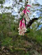 Image of Epacris longiflora Cav.