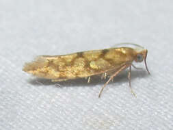 Imagem de Argyresthia alternatella Kearfott 1908