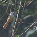 Image of Tablas Fantail