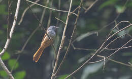 Image of Tablas Fantail