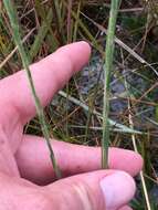 Image of Bristle-Leaf Chaffhead