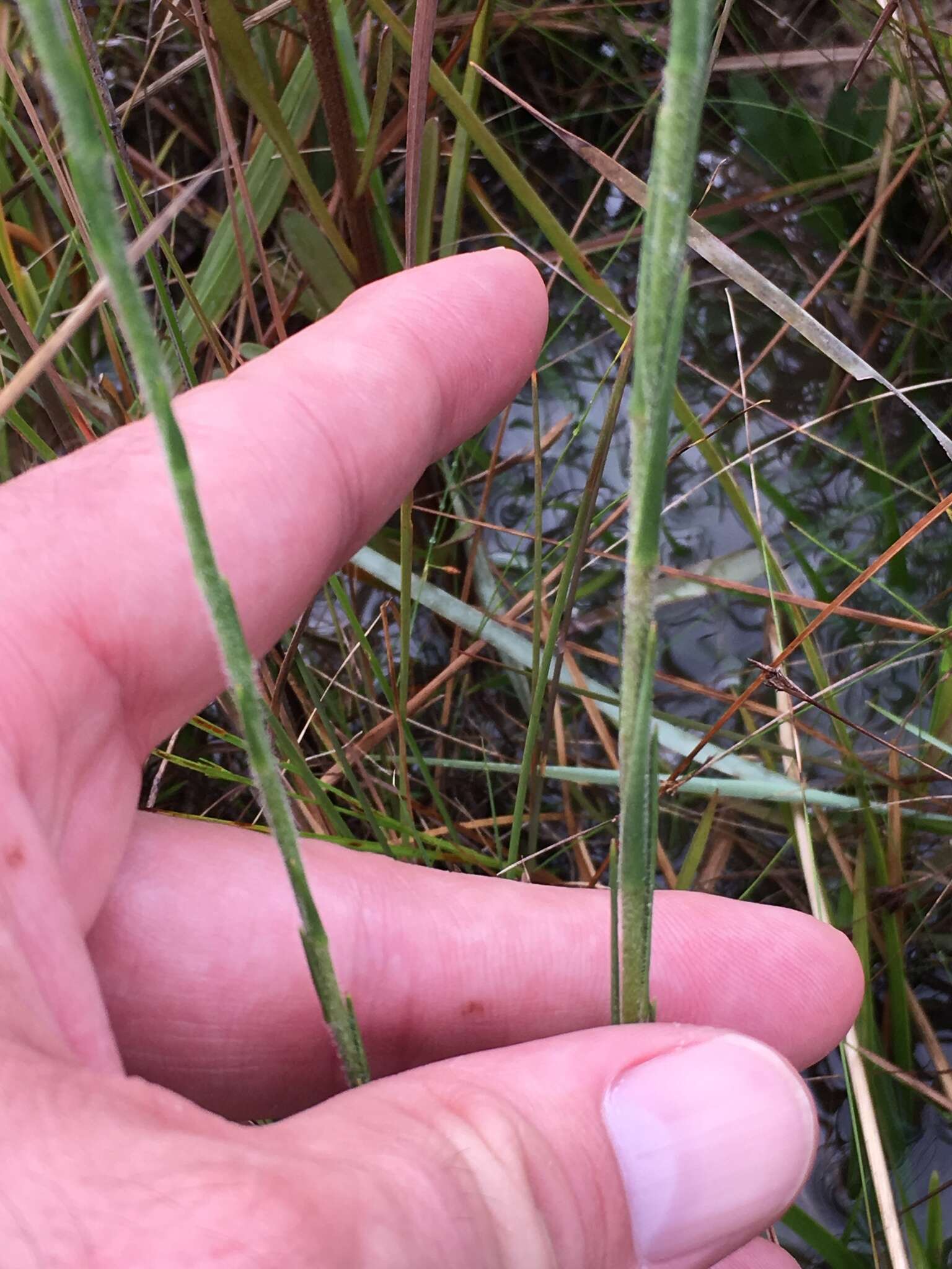 Image of Bristle-Leaf Chaffhead