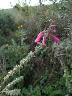 Image of Syncolostemon densiflorus Benth.