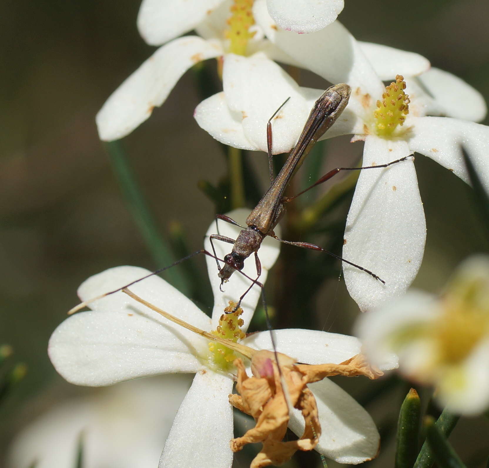 Image of Enchoptera apicalis Saunders 1850