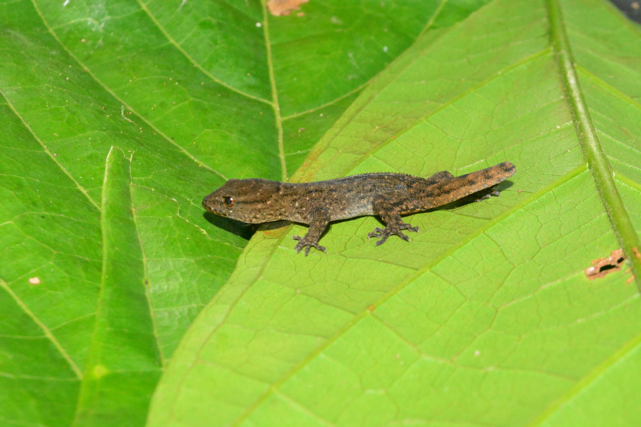 Gymnodactylus darwinii (Gray 1845) resmi