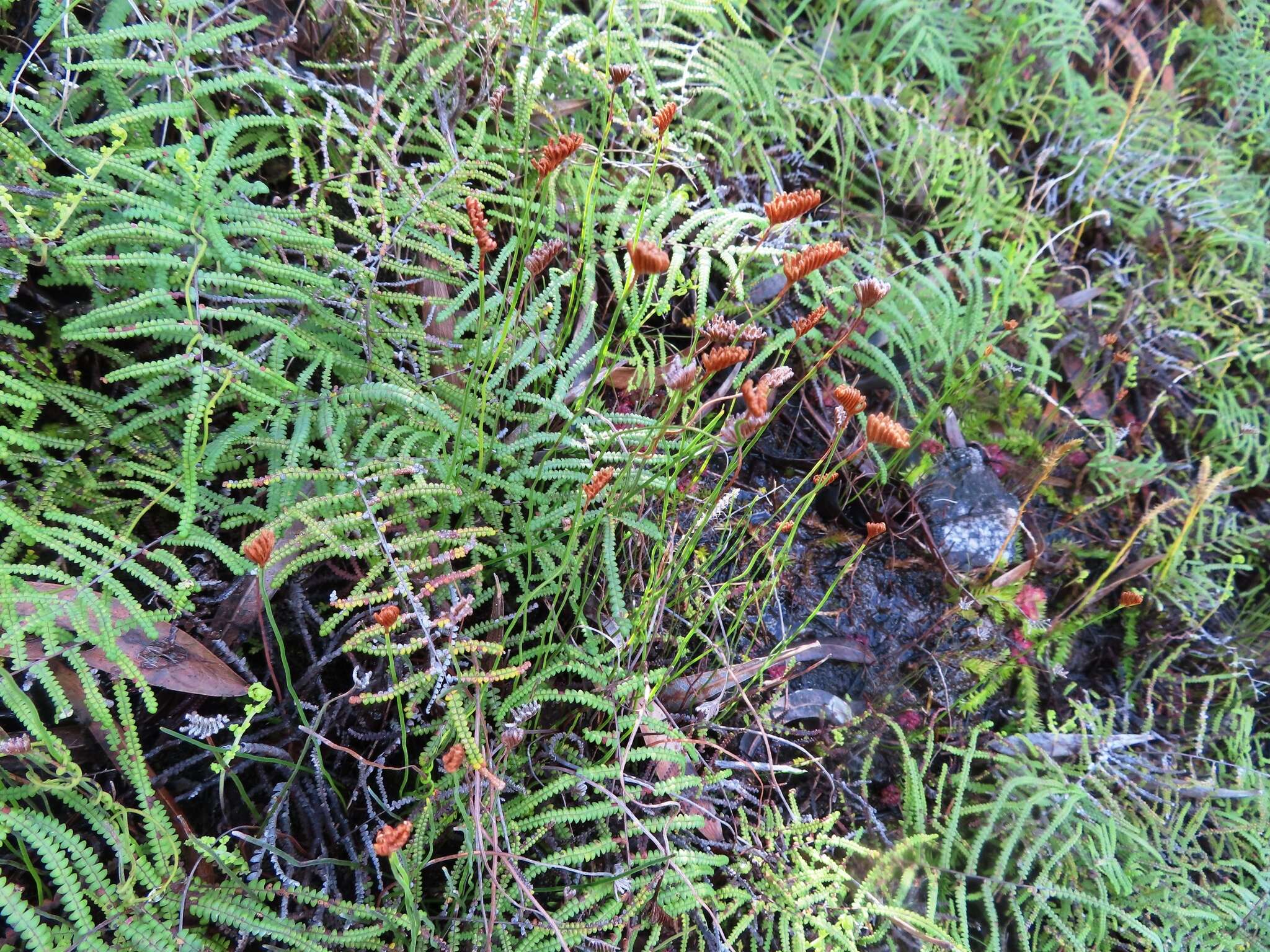 Imagem de Schizaea tenella Kaulf.