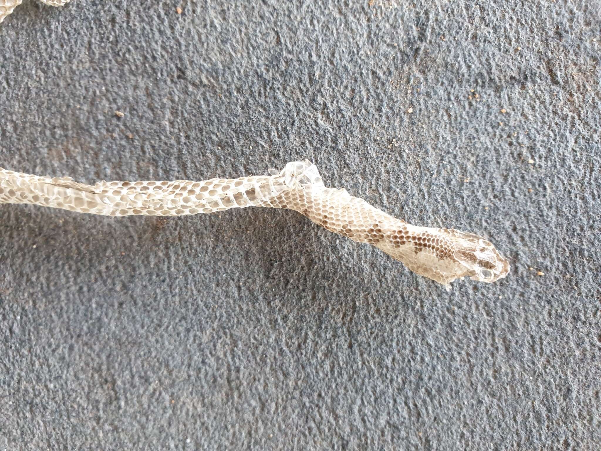 Image of (South-) Eastern Bark Snake
