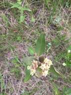 Image of oval-leaf milkweed