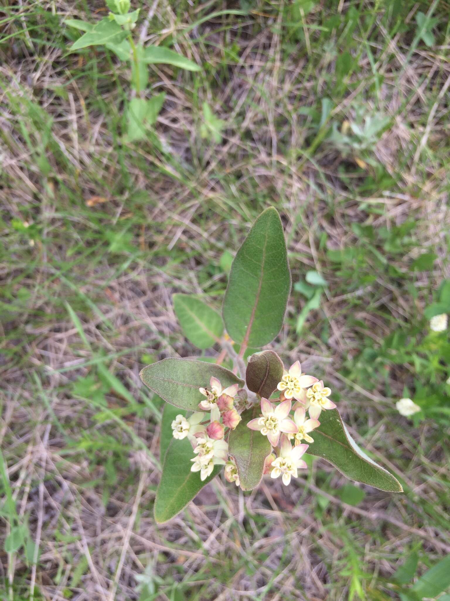 Image of oval-leaf milkweed