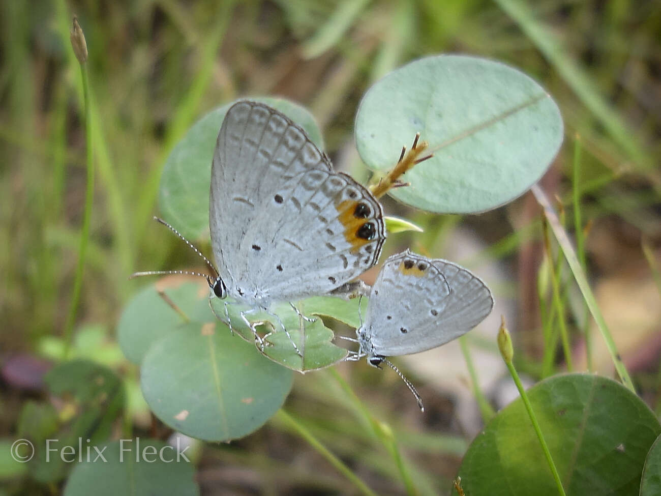 صورة Euchrysops cnejus (Fabricius 1798)