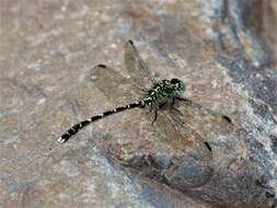 Image of Hemigomphus comitatus (Tillyard 1909)