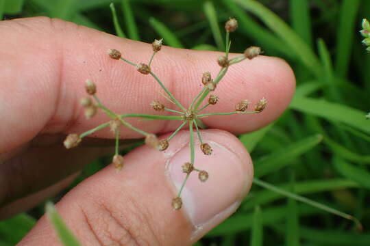 Image of Fimbristylis littoralis var. littoralis