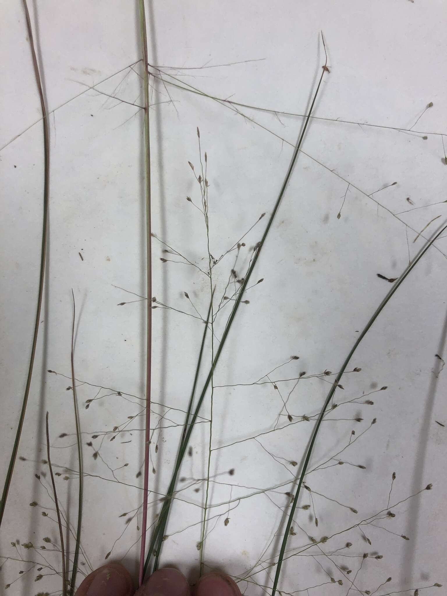 Image of lace grass