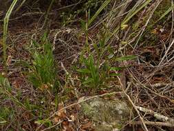 Plancia ëd Earina autumnalis (G. Forst.) Hook. fil.