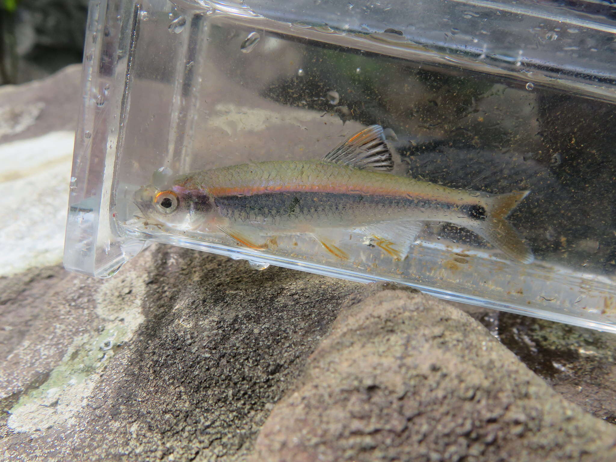 Image of Tricolor Shiner