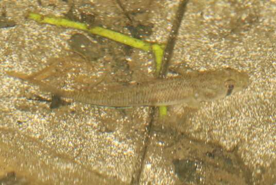 Plancia ëd Stenogobius hawaiiensis Watson 1991