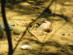 Image of Mexican Pygmy Whiptail