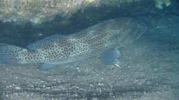 Image of Brown-spotted Rockcod