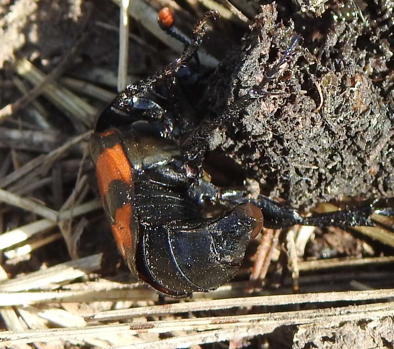 Image of Nicrophorus (Nicrophorus) investigator (Zetterstedt 1824)