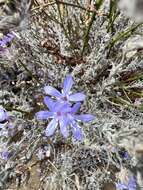 Imagem de Eriastrum densifolium subsp. patens (Hoover) S. J. De Groot