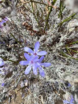 Image of Eriastrum densifolium subsp. patens (Hoover) S. J. De Groot