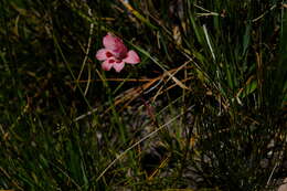 Image of Gladiolus oreocharis Schltr.