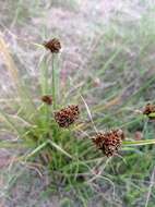 Image of Bent-Awn Flat Sedge