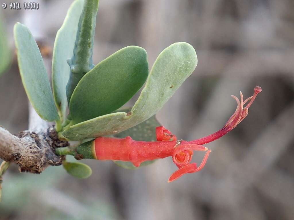 Plancia ëd Plicosepalus acaciae (Zucc.) D. Wiens & R. M. Polhill