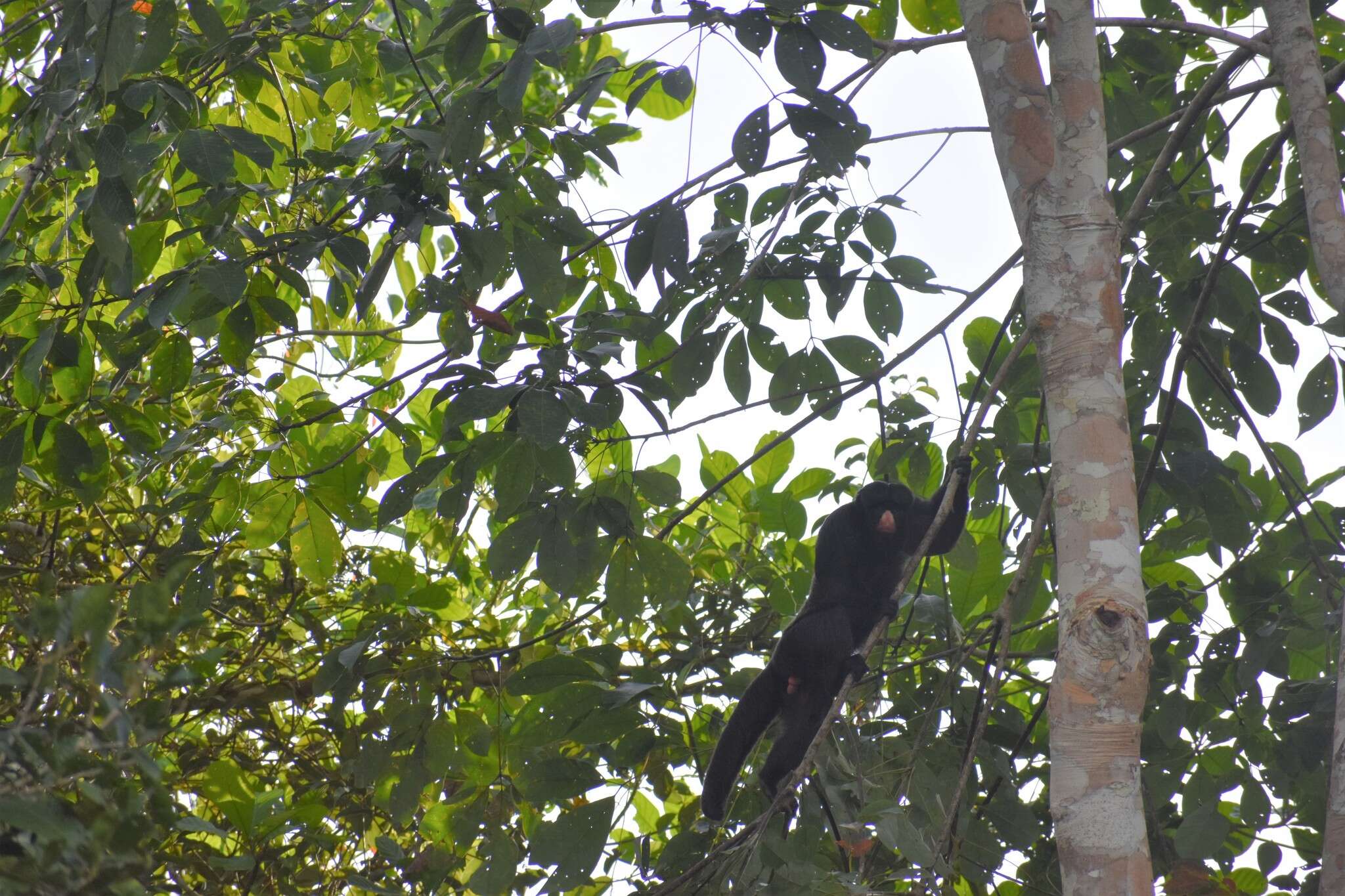 Image of Red-nosed Bearded Saki