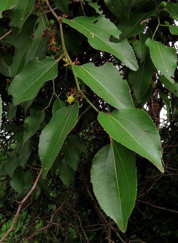 Image of Buffalo-thorn