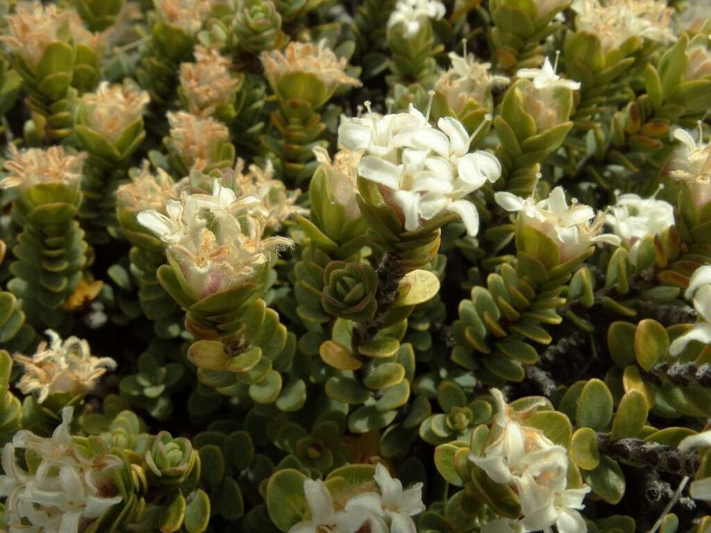 Image of Pimelea traversii subsp. exedra C. J. Burrows