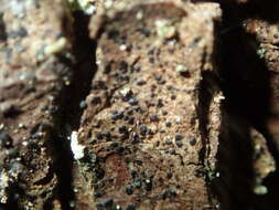 Image of dot lichen