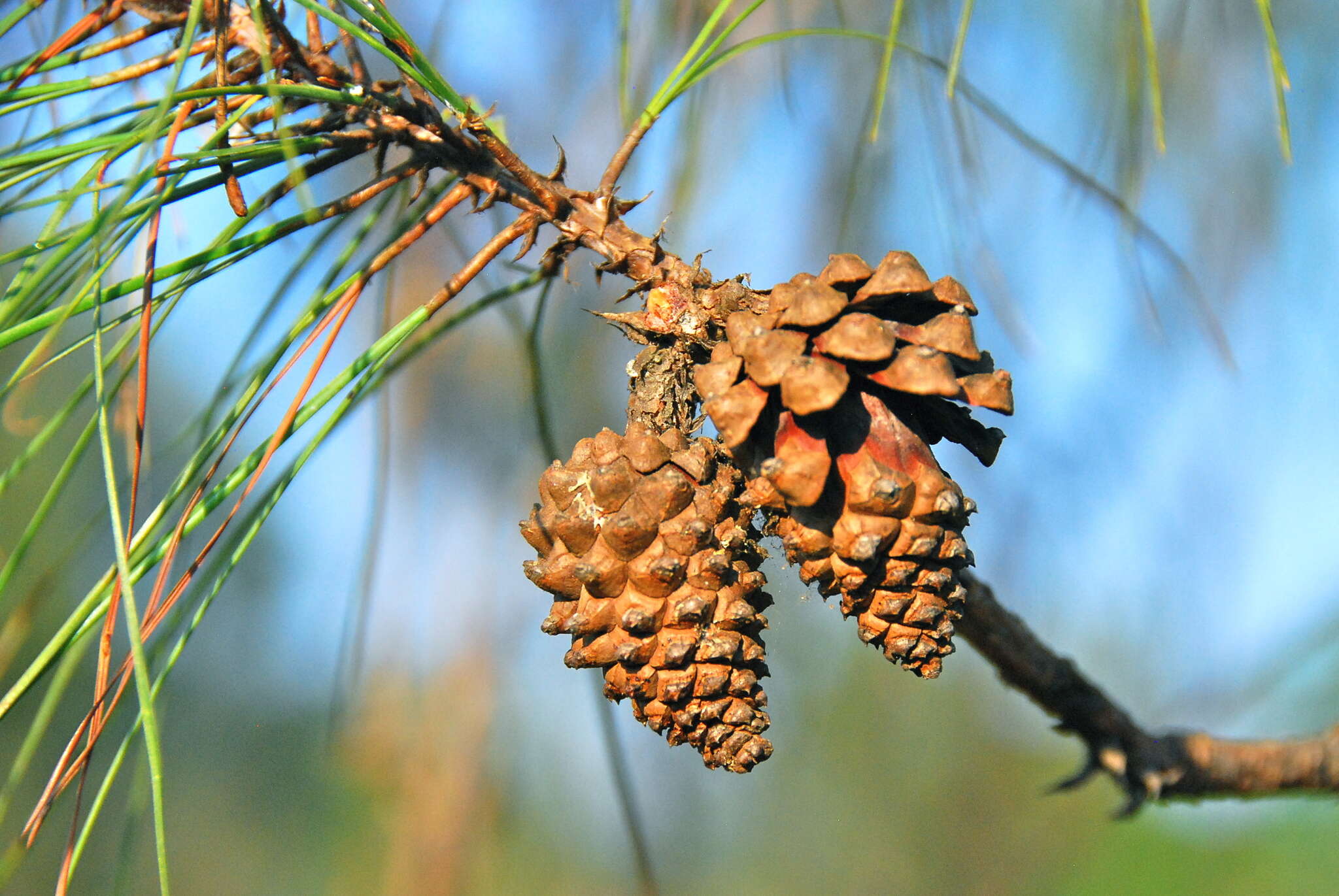 Image of Lawson's Pine