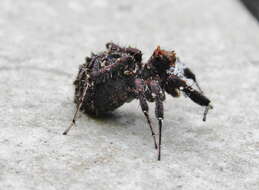 Image of Longleg Dandy Jumping Spider