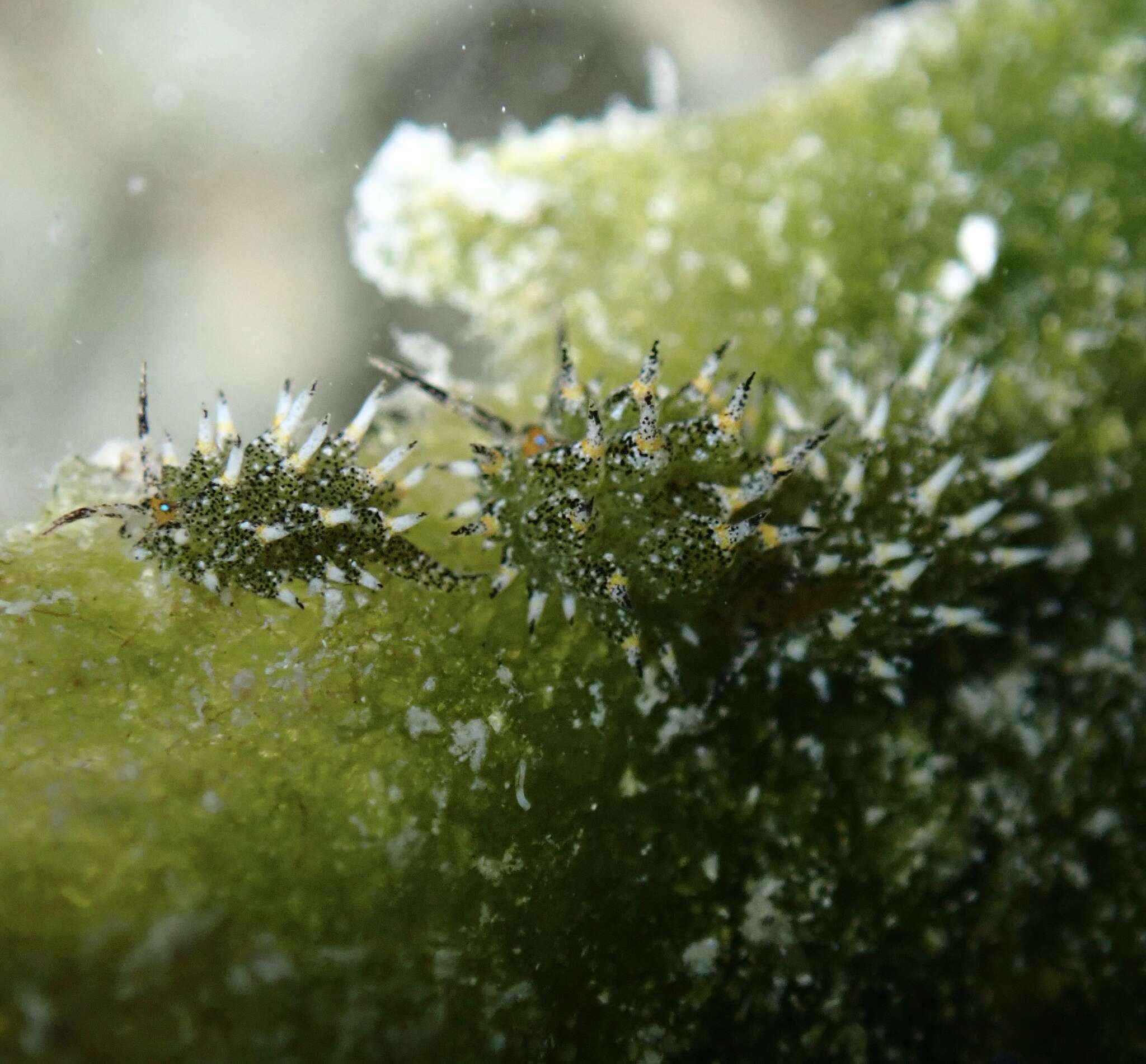 Imagem de Costasiella ocellifera (Simroth 1895)