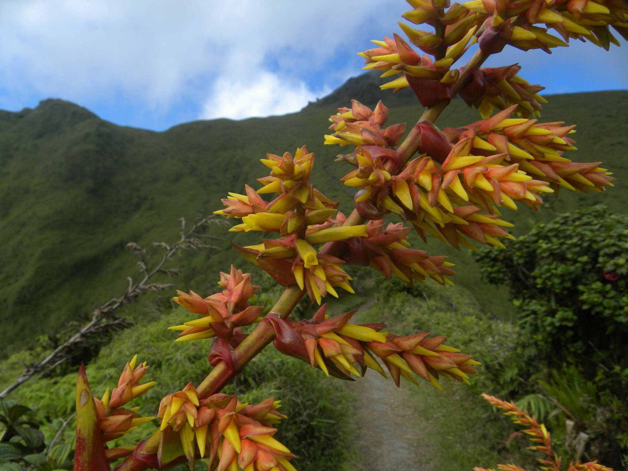 Image de Guzmania plumieri (Griseb.) Mez