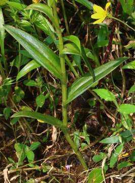 Image of Habenaria heyneana Lindl.