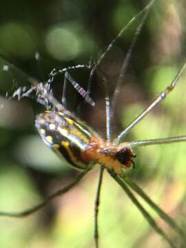 Image of Leucauge argyra (Walckenaer 1841)