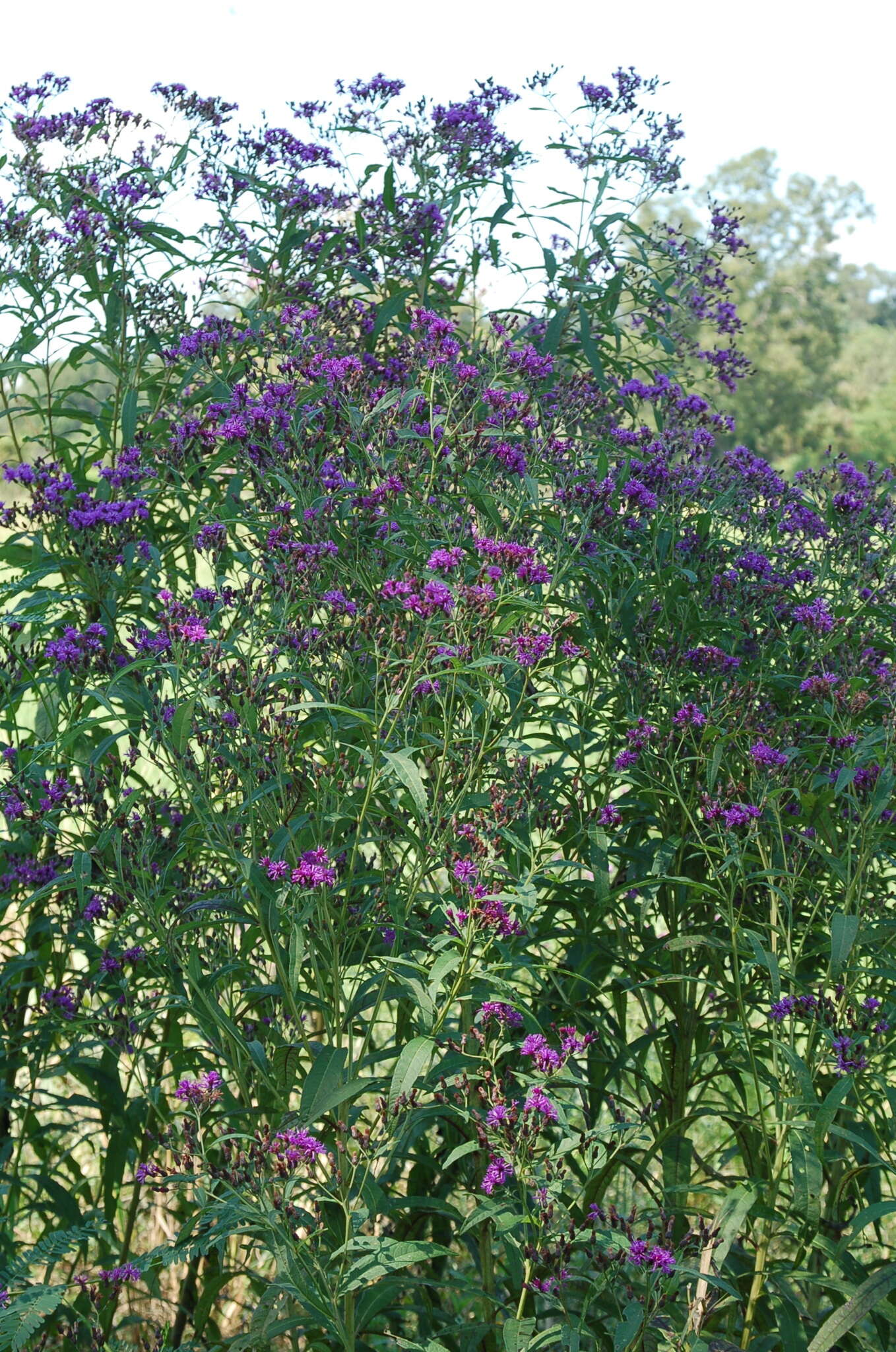 Vernonia gigantea (Walt.) Trel. ex Branner & Coville resmi