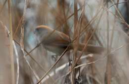 Image of Ashy-throated Parrotbill