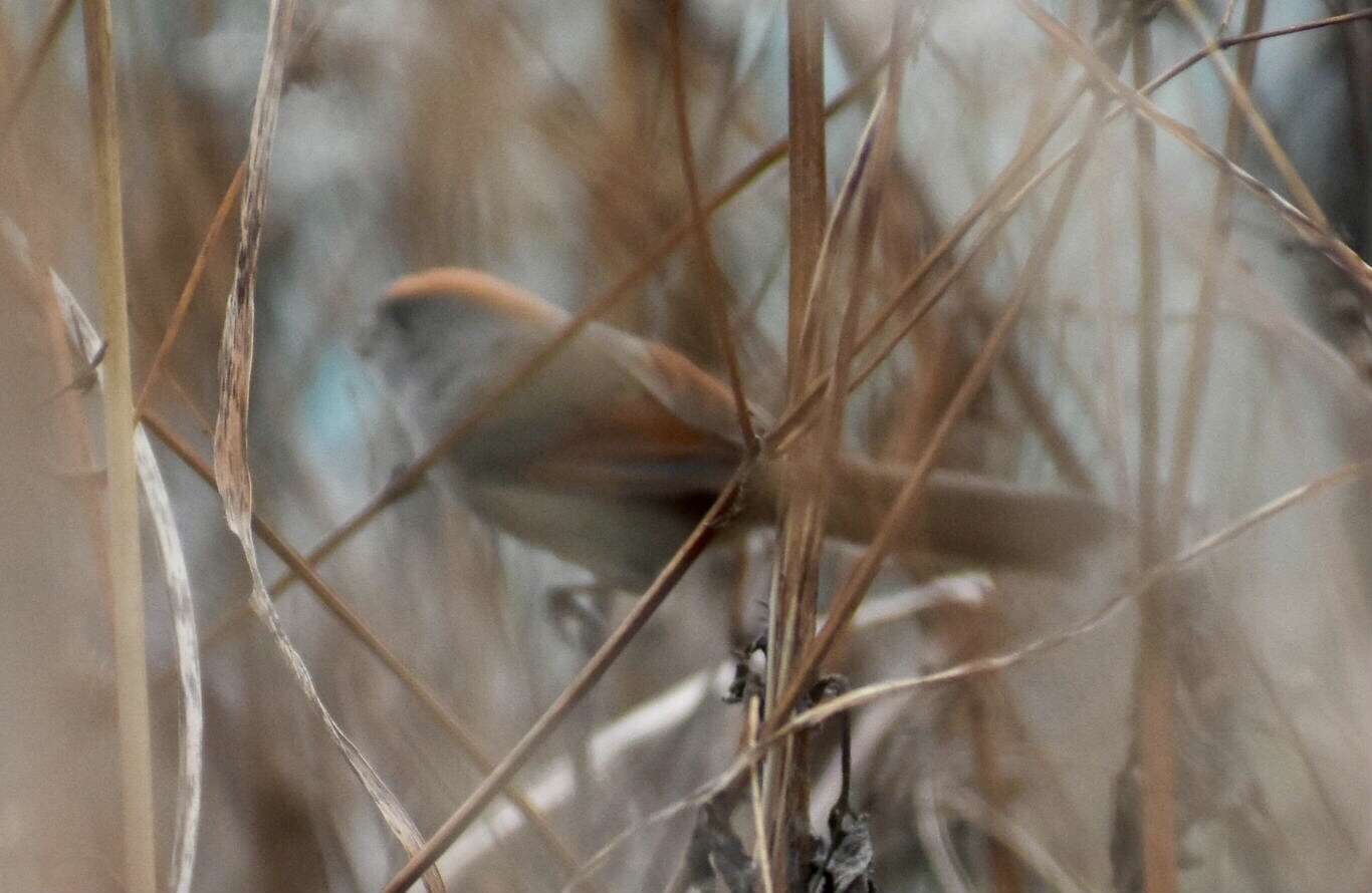 Image of Ashy-throated Parrotbill