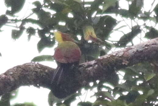 Image of Checker-throated Woodpecker